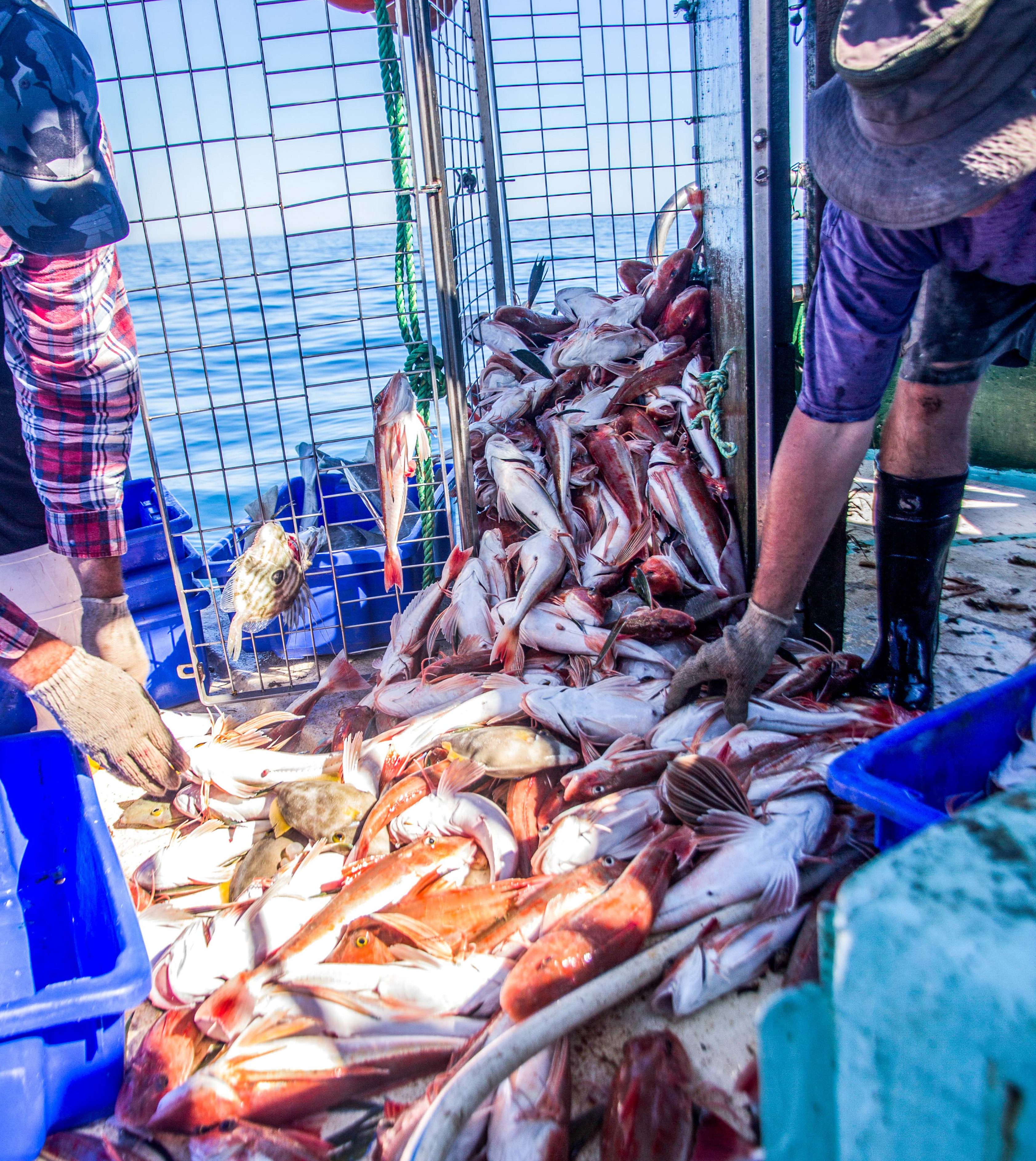 The low impact of fish traps on the seabed makes it an eco-friendly fishing  technique