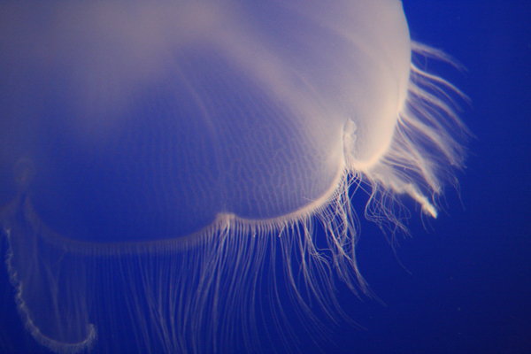 jellyfish-m