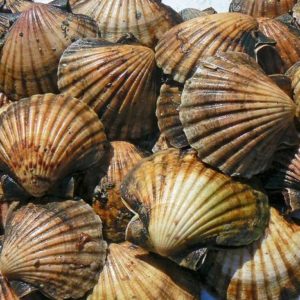 Communities and fishers welcome emergency scallop closure