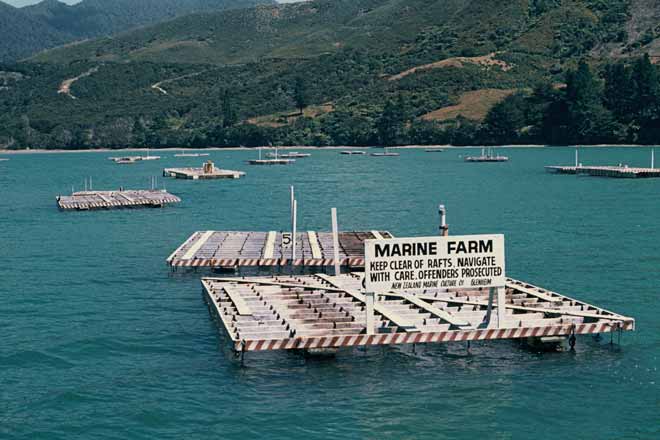 mussel-farm