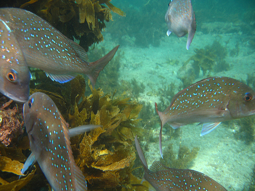 snapper-in-kelp