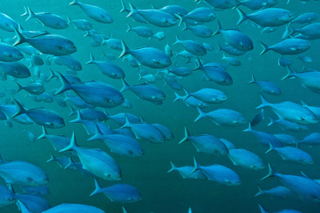 LegaSea Fish for the People