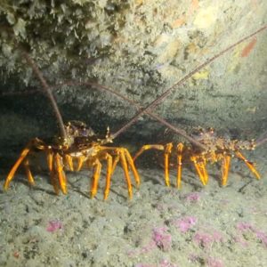 Combating crayfish poaching