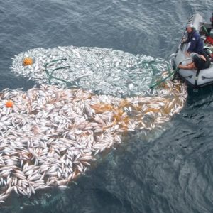 Fish dumping threatens our future