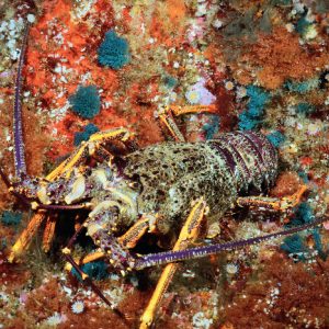 Innovative solutions to restore crayfish numbers