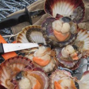 Recreational fishers vote in favour of scallop dredging ban
