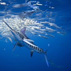 Hands Off Our Marlin