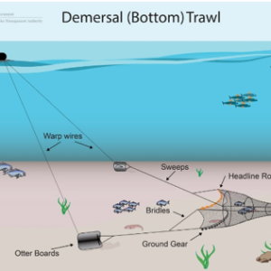 What is bottom trawling?