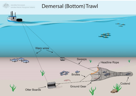 Bottom trawling reduces size of commercially important flatfish