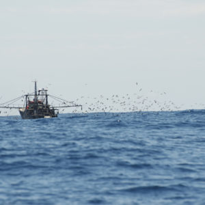 Solution to bycatch and fish dumping