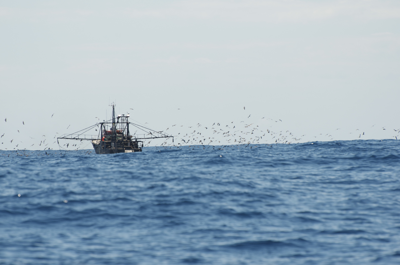 10,000 Tonnes of Cod to Coastal Fishing Pool