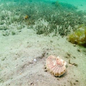 Rāhui imposed on Coromandel scallop fishery after fears of over fishing