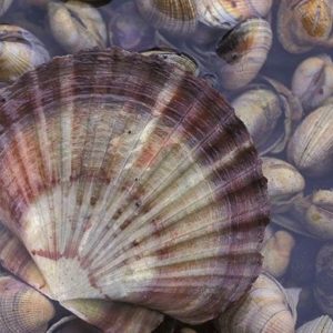 What next for scallops?
