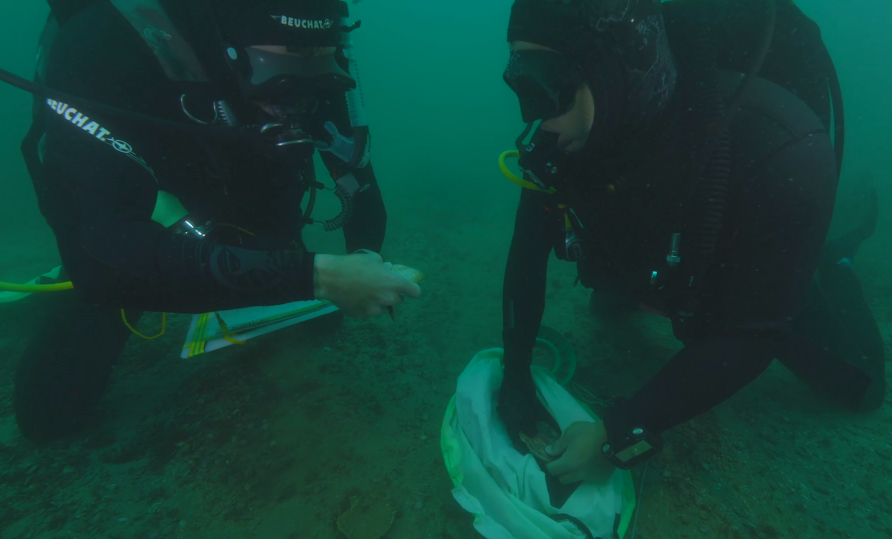 Volunteer divers measuring scallops in Opito Bay