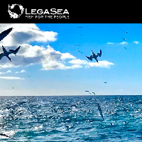 LegaSea Newsletter #132 – Starving snapper and Kaikōura pāua reopening – A mixed bag