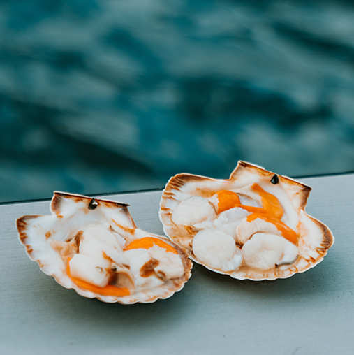 Waipu, Northland, New Zealand, Colourful scallop shells