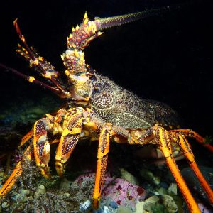 The demise of East Coast crayfish