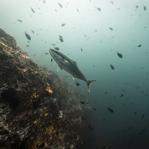 Anna-Lofi--underwater-marine-life-3