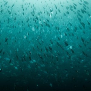 No baitfish, no balance