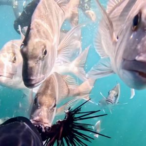 Snapper discard mortality: putting the numbers in context