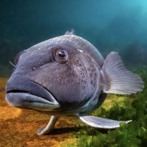 Blue Cod: (The King of the South) is getting absolutely munted.