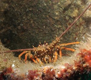 Crayfish at crisis point