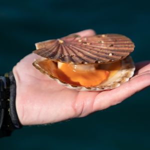 A Golden Opportunity: Community’s innovative scallop plan