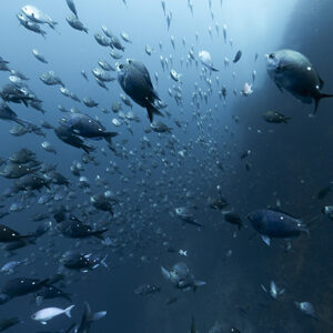 Minister’s proposal weakens fisheries law Minister’s proposal weakens fisheries law