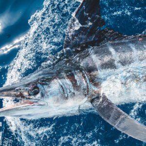 We don't have to sell marlin to make a buck We don't have to sell marlin to make a buck