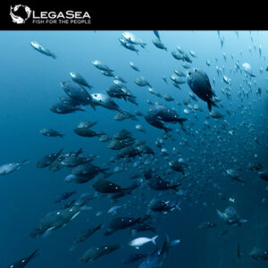 LegaSea newsletter #181 - Fines, closures and coffee. What a mix