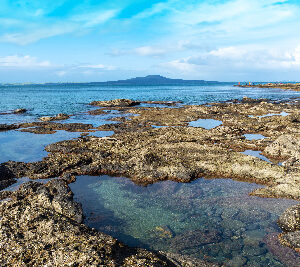 Intertidal abundance requires meaningful management Intertidal abundance requires meaningful management