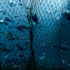 MEDIA RELEASE: Fisheries Bill Still Not Dead